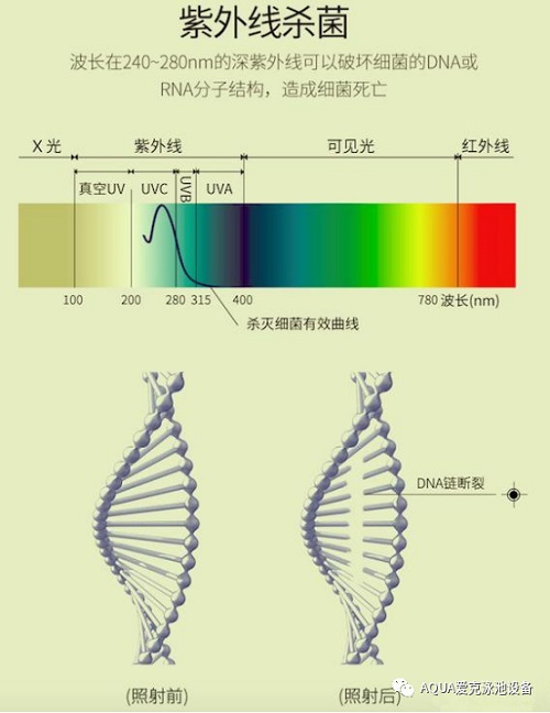 紫外线杀菌原理